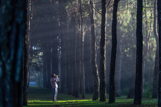 Photographer is taking photo while exploring in the pine forest for with strong ray of sun light inside the misty pine forest for photography and silhouette photo