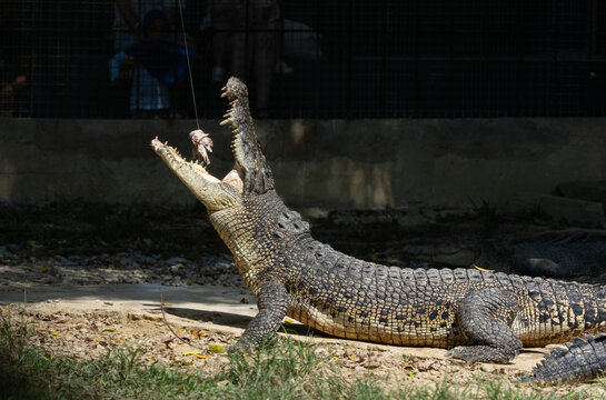 alligator in the swamp