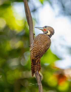 great spotted woodpecker