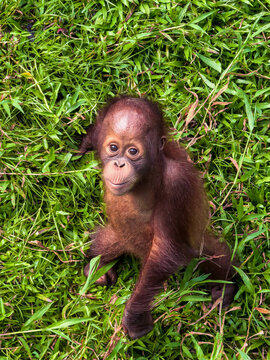baby urangutan