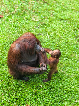 orangutan with baby