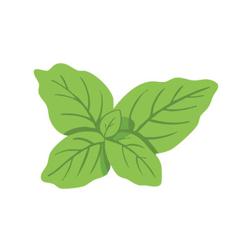Fresh Basil Leaves Herb