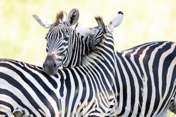 Plains zebra or Chapman's zebra (Equus quagga chapmani) and red-billed oxpecker (Buphagus erythrorynchus)  in Kruger National Park, South Africa © feathercollector
