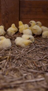 Tiny Pet Chickens on Sawdust, pet chickens feed on organic material and live on a farm