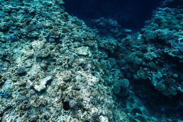 Vibrant Coral Reef Ecosystem in Clear Blue Tropical Water © Satoshi