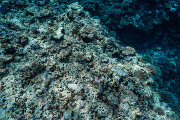 Dense Coral Reef Colony with Diverse Hard Corals in Clear Tropical Ocean © Satoshi
