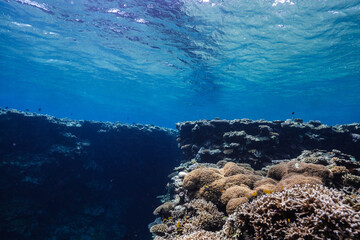Beautiful Underwater Coral Reef with Diverse Hard Coral Formations © Satoshi