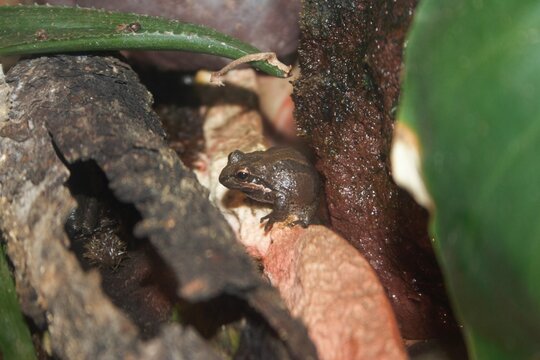 A Pacific chorus frog at a local zoo