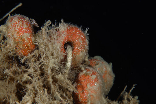 Fishing net floats from ghost nets in the Mediterranean Sea