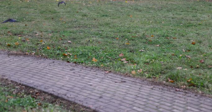 Black jackdaws on a green grass meadow, a group of jackdaws looking for food on a park lawn outside in autumn