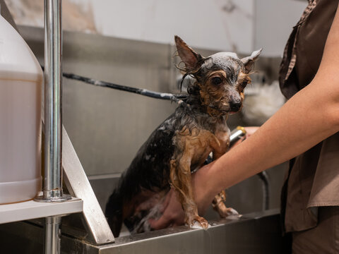 A Yorkshire Terrier in a washroom at a grooming salon. 