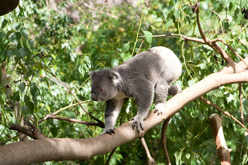 A Queensland Koala at a local zoo © Matt