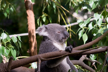 A Queensland Koala at a local zoo © Matt