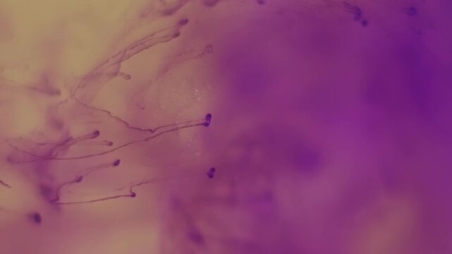 Vertical video. Paint background. Color water. Defocused purple yellow liquid splash fume glitter flow spreading on acrylic creative art abstraction.