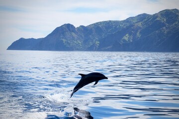 dolphin jumping in the water © Saiprathyush