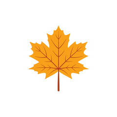 Autumn maple leaf illustration © siti