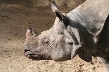 A Indian Rhino at a local zoo © Matt