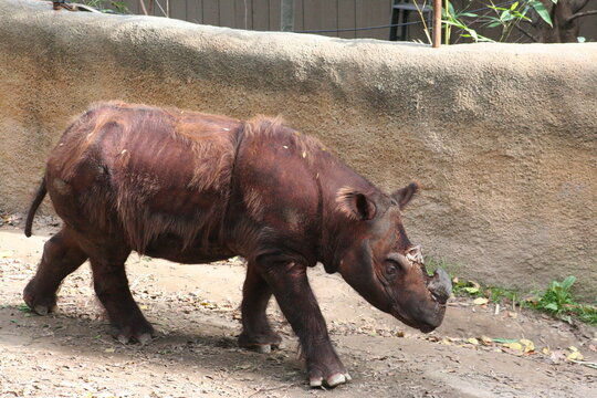 A Sumatran Rhino at a local zoo