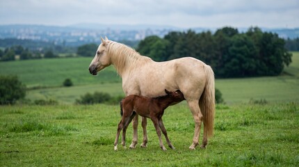 Obraz premium Palomino mare nurses her dark bay foal in a lush green pasture