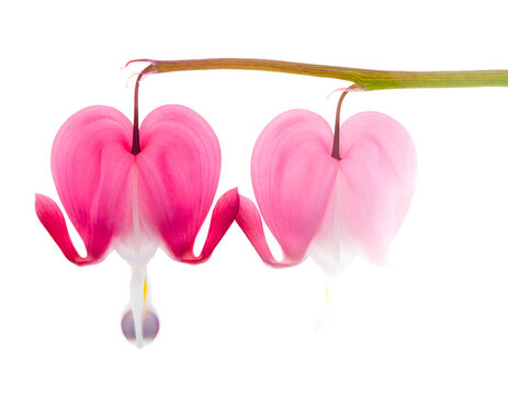 Two vibrant pink bleeding heart flowers hanging gracefully from a green stem against a pristine white background showcasing delicate petals and natural beauty