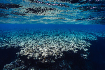 Underwater Coral Reef Landscape with Rippling Ocean Surface © Satoshi
