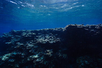 Tropical Coral Reef Viewed from Beneath the Ocean Surface © Satoshi