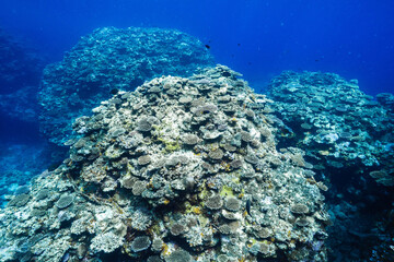 Wide View of Coral Reef Habitat Beneath Tropical Sea Surface © Satoshi