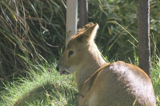 A Chinese water deer at a local zoo