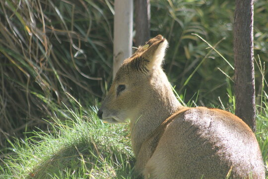 A Chinese water deer at a local zoo