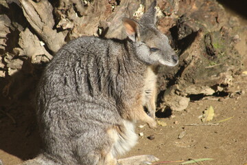 A Dama Wallaby at a local zoo © Matt
