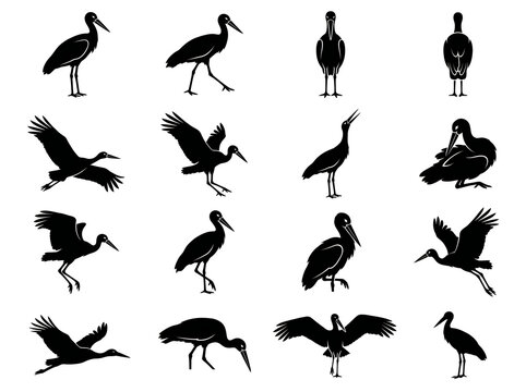 Collection of black bird silhouettes featuring storks in different stances silhouette wildlife collection standing grooming
