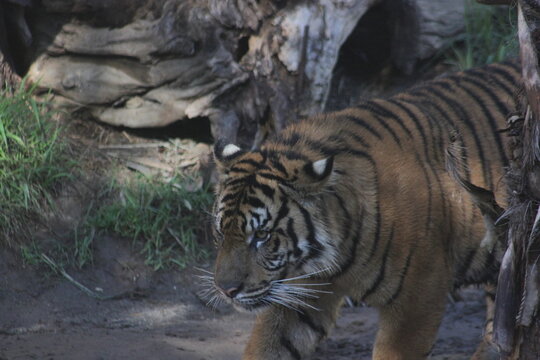 A Sumatran Tiger at a local zoo