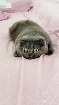 Scottish fold cat crouching on soft pink fabric captured in smooth video footage showing playful motion of its round face and wide expressive yellow eyes focused intensely while waiting for a toy to m