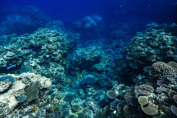 Rich Coral Garden with Diverse Coral Species in Tropical Sea © Satoshi