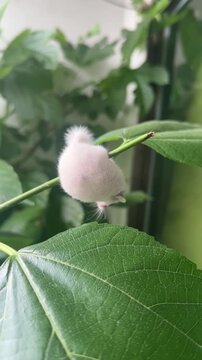 Rare white edible dormouse balancing gracefully on thin green branch within lush foliage captured in this cinematic nature video motion footage showing detailed fur texture and big dark eyes moving st