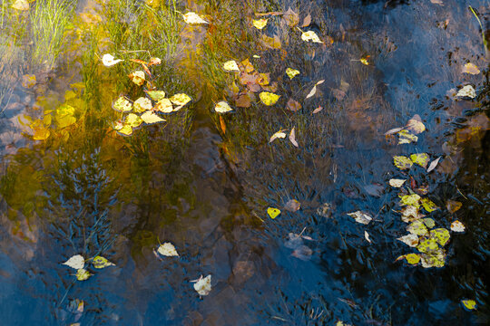 Autumn leaves and underwater plants reflecting golden sunlight on surface of ripples lake. Natural composition as background and texture. Natural autumnal scene, fall beauty, nature minimalism.
