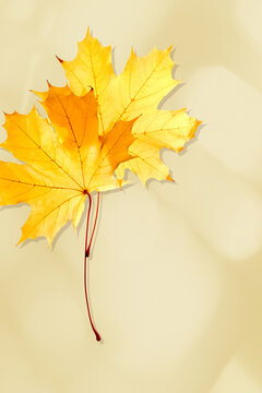 Autumn minimal background with yellow maple leaf, sunlight shadow. Fall aesthetic photo with two leaves, seasonal texture autumnal foliage, yellow orange colored gradient foliage, copy space fot text