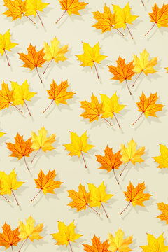 Minimal style pattern of autumn yellow maple leaves. Warm golden tones texture of leaf and natural beauty of seasonal foliage. Concept of fall, change of season, botanical aesthetic modern design