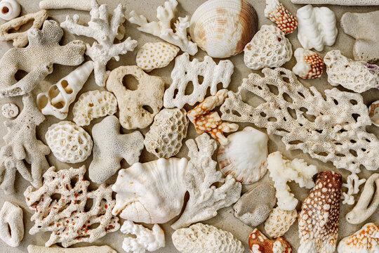 Natural coral stones and seashells close up textured background, aesthetic natural organic seaside texture and shapes, beach vibes for spa interiors, wellness branding, neutral beige color wallpaper.