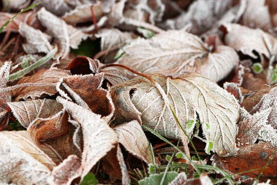 Frost covered autumn fallen leaves on grass, closeup white ice crystals winter texture, frosty nature aesthetics, natural scenery in cold autumn season, crisp cold atmosphere with earthy tones.