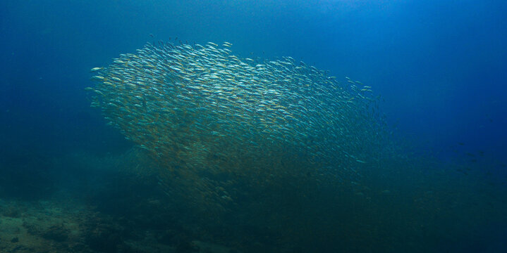Beautiful and huge school of fish in the blue ocean. Underwater photo from a scuba dive. Unspecified.