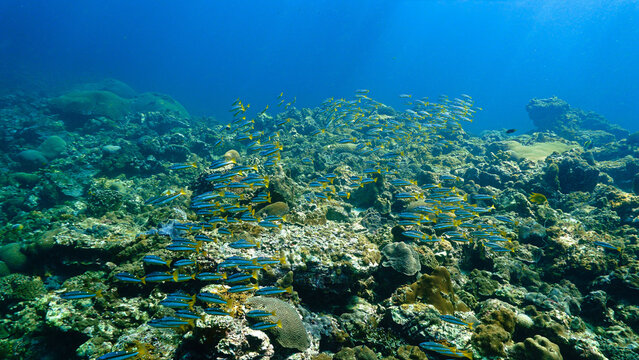 Beautiful school of fish at a coral reef. Underwater photo from a scuba dive