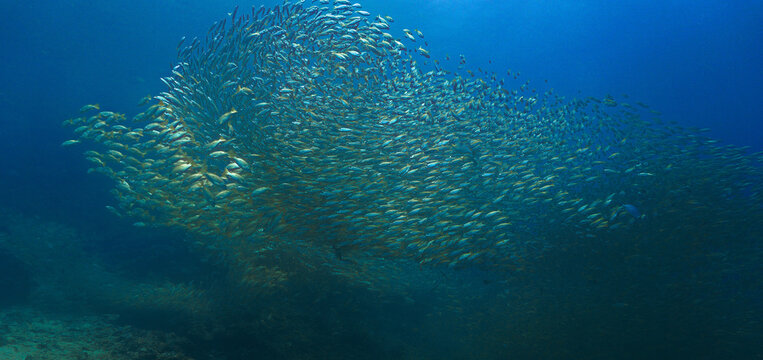 Beautiful and huge school of fish in the blue ocean. Underwater photo from a scuba dive. Unspecified.