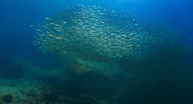 Beautiful and huge school of fish in the blue ocean. Underwater photo from a scuba dive. Unspecified.