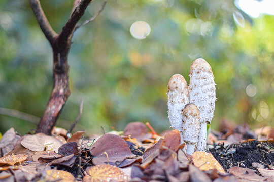 Three Shaggy Mane Mushrooms (Coprinus comatus) Growing Among Fallen Autumn Leaves