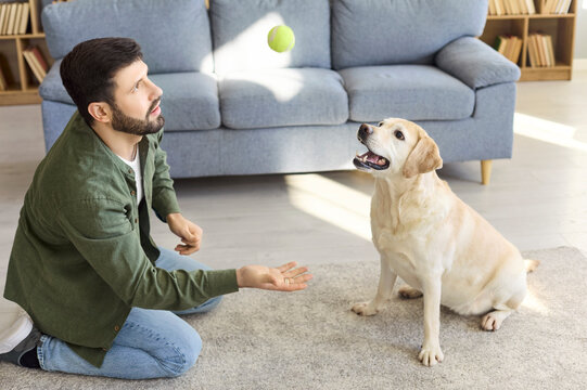 Man labrador retriever dog training playing fetch home. Kneeling owner tosses a tennis ball as the pet waits, showing obedience and joyful play. Concept is training and companionship indoors.
