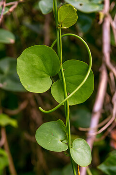 Evergreen climber Smilax aspera, bindweed, sarsaparille, in nature, heart-shaped
