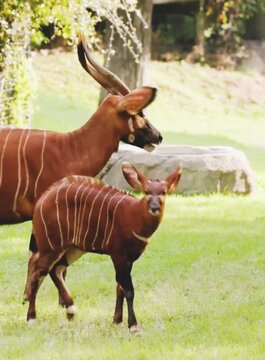 Gorgeous bongo antelope 