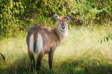 waterbuck in the grass © Yiling