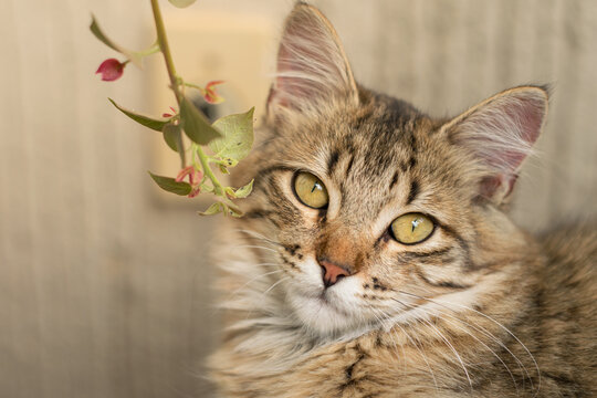Domestic Cat (Felis catus) with Soft Tabby Fur
